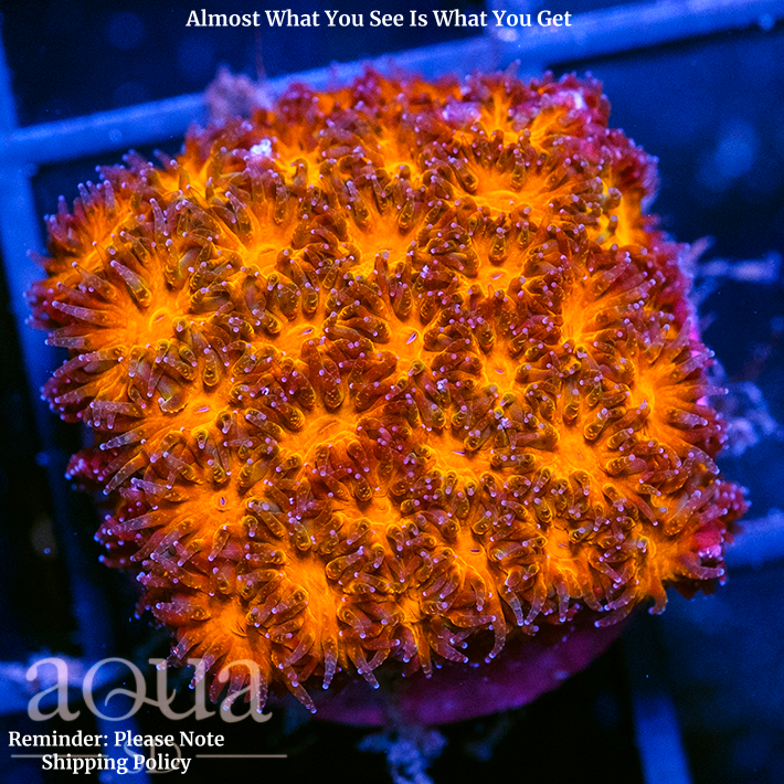 Orenji Eye Leptastrea