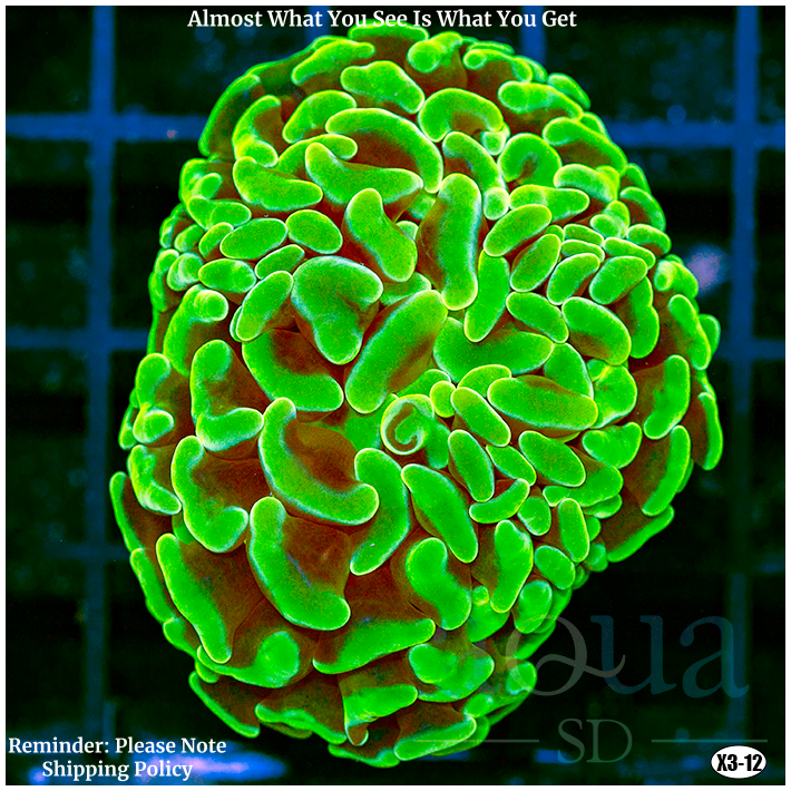 Aussie Neon Branching Hammer