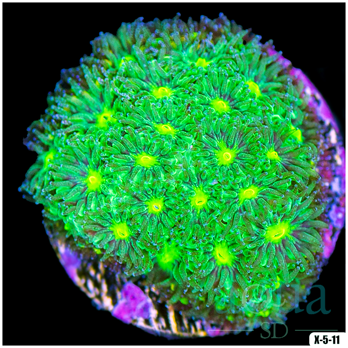 Nuclear Leptastrea