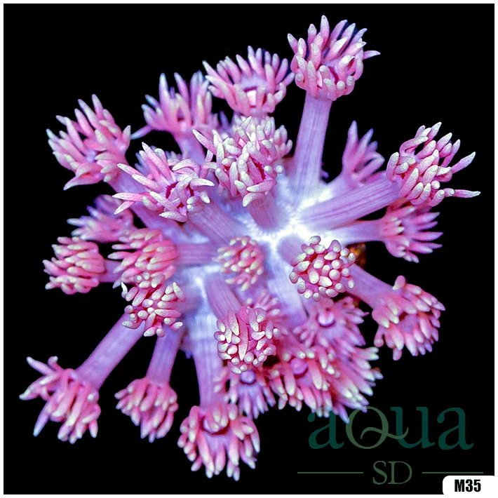 ASD Barbie Goniopora