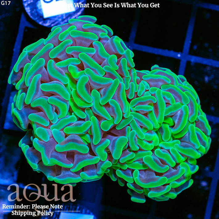 Aussie Neon Branching Hammer Two Heads