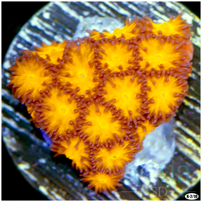 Orenji Eye Leptastrea