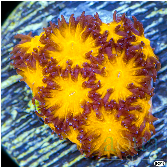 Orenji Eye Leptastrea