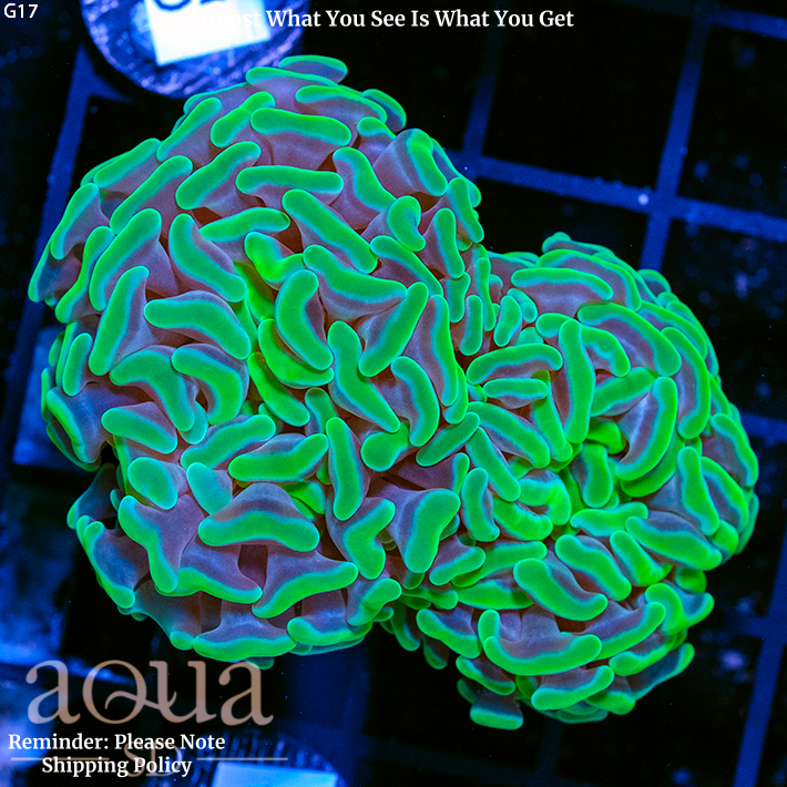 Aussie Neon Branching Hammer Two Heads