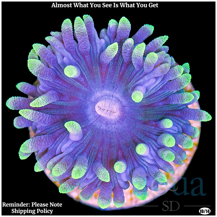 Ultra Duncan Coral