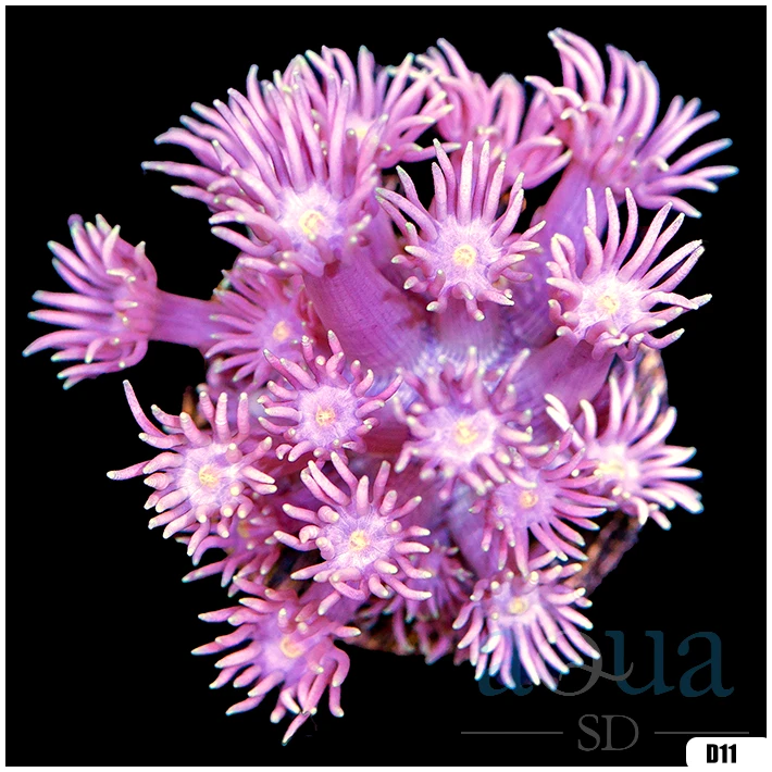 ASD Barbie Goniopora