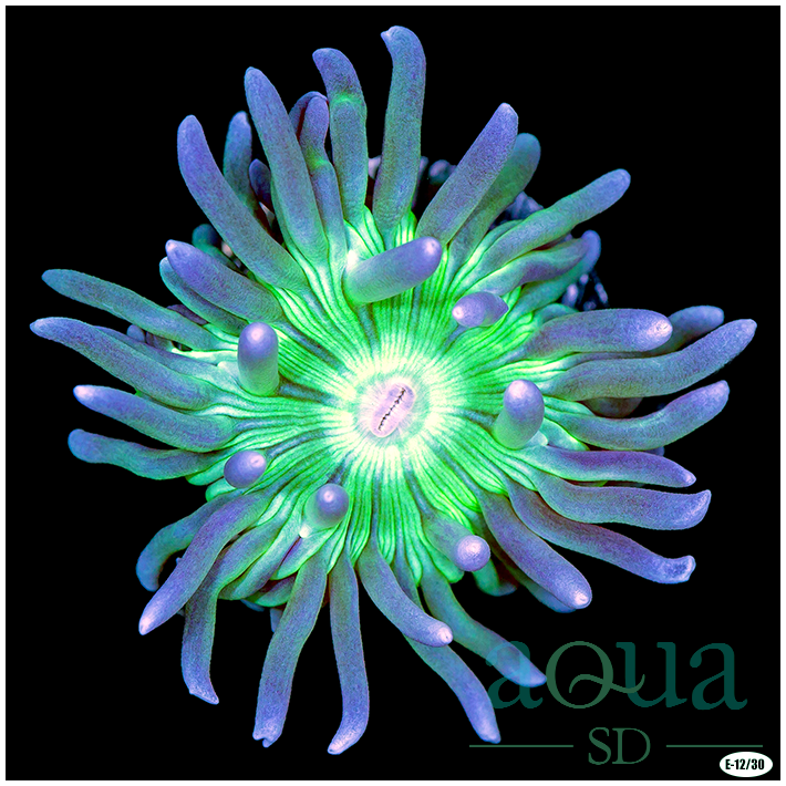 Ultra Duncan Coral