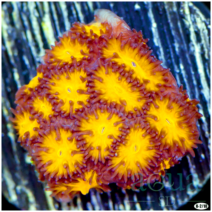 Orenji Eye Leptastrea