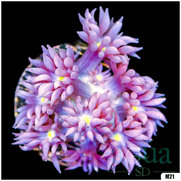 ASD Barbie Goniopora