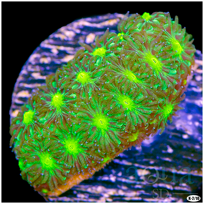 Nuclear Leptastrea