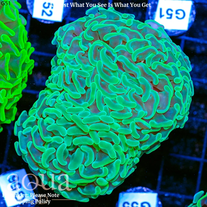 Aussie Neon Branching Hammer Two Heads