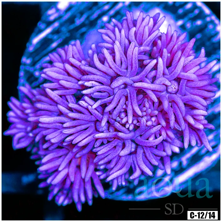 ASD Barbie Goniopora