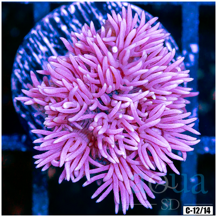 ASD Barbie Goniopora