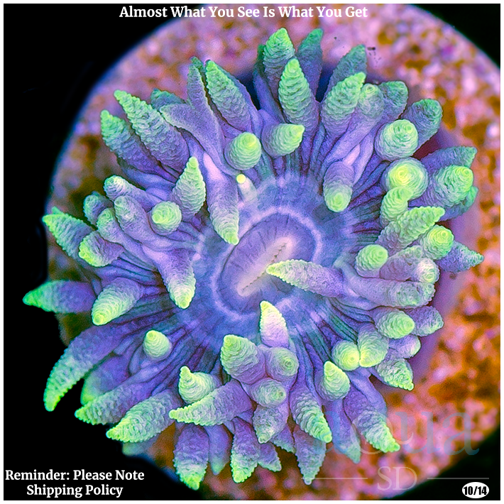 Ultra Duncan Coral