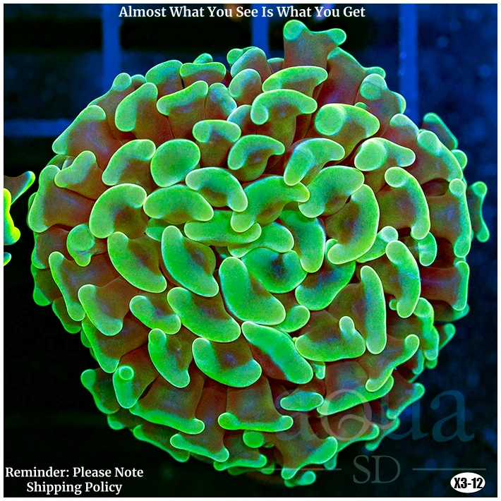 Aussie Neon Branching Hammer