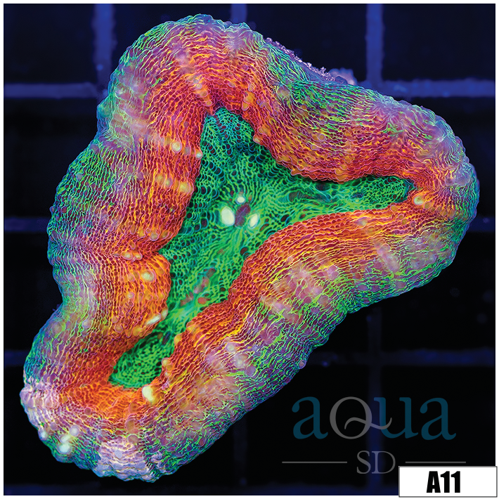 Ultra Pumpkin Lobophyllia