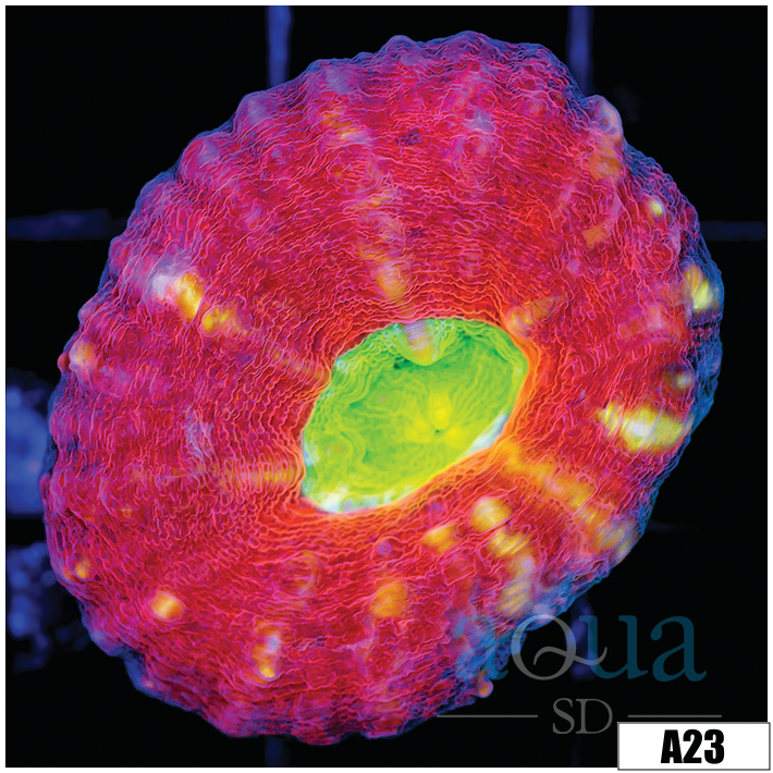 Radioactive Eye Lobophyllia