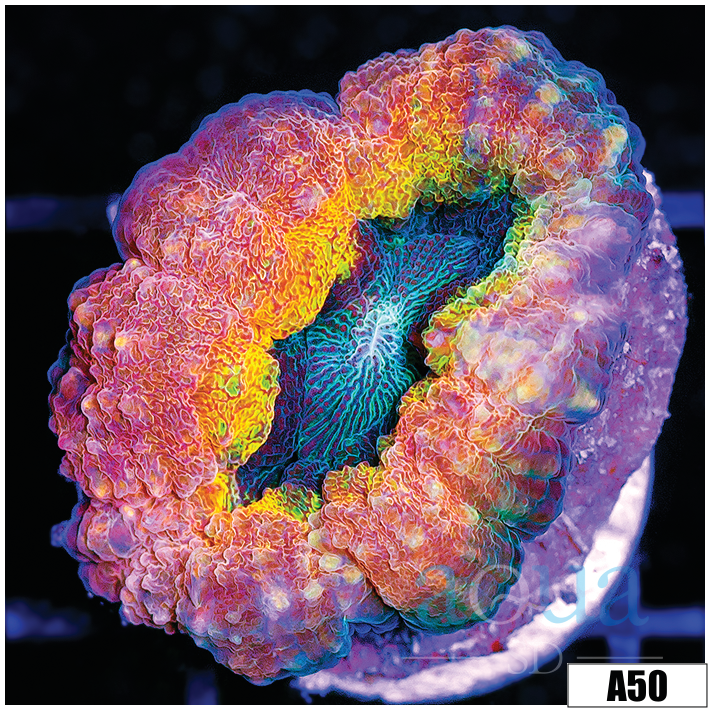 Bubble Gum Rim Lobophyllia