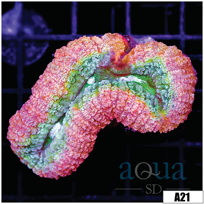 Pink Watermelon Lobophyllia