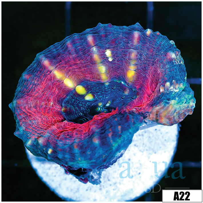 Tiger Striped Lobophyllia