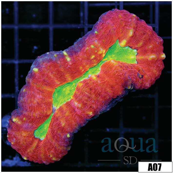 Radioactive Eye Lobophyllia