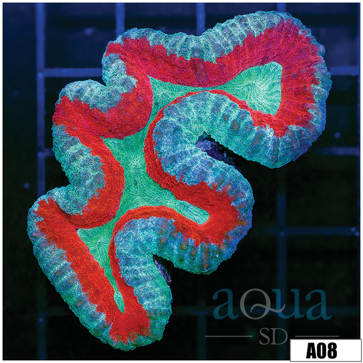 Fire And Ice Lobophyllia