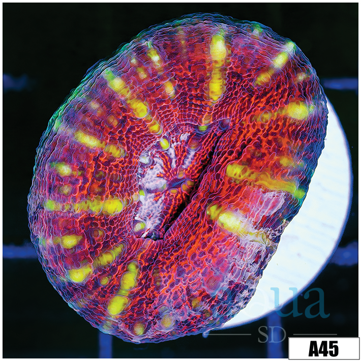 Tiger Striped Lobophyllia
