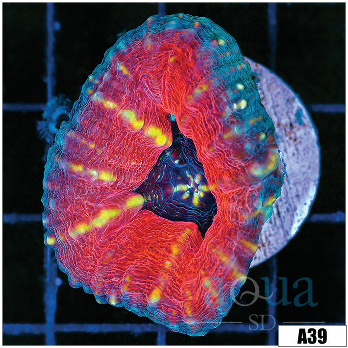 Tiger Striped Lobophyllia