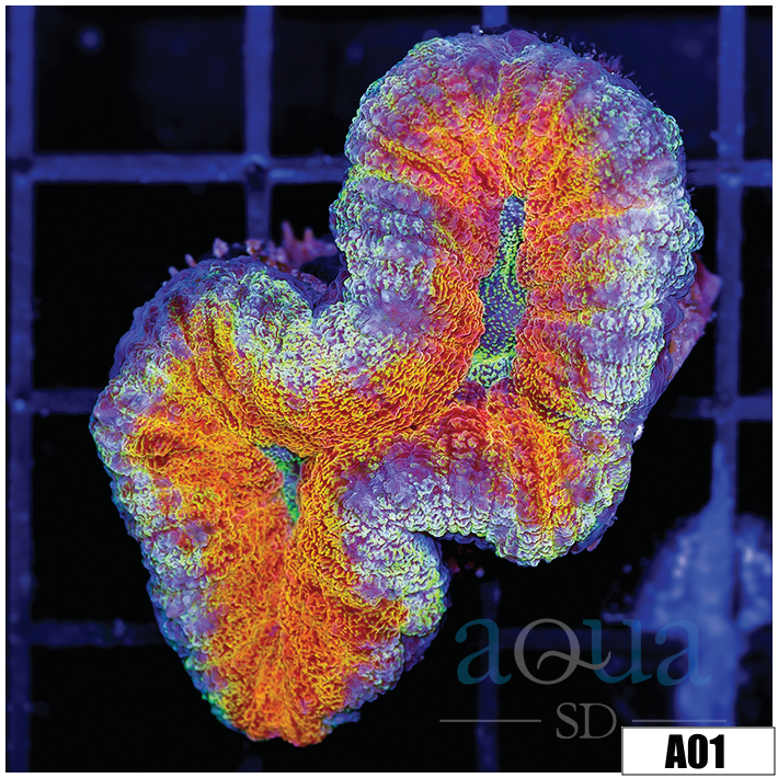 Ultra Sparkle Lobophyllia