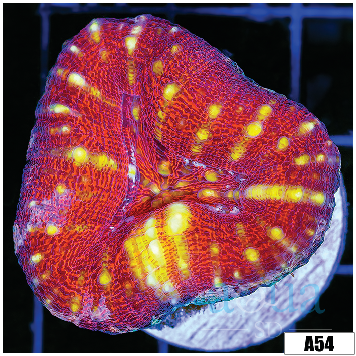 Tiger Striped Lobophyllia