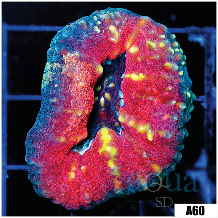 Tiger Striped Lobophyllia