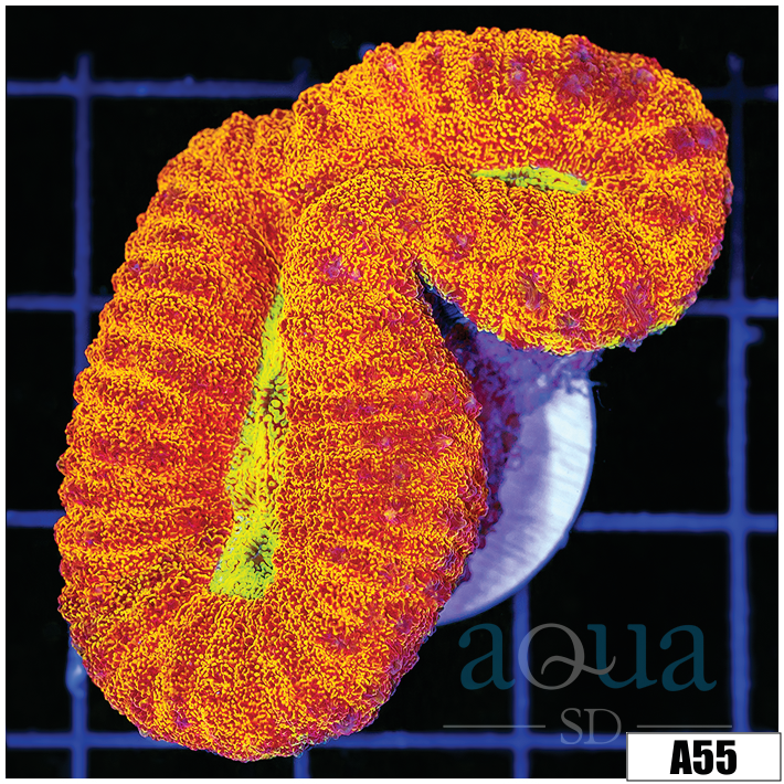 Ultra Sparkle Lobophyllia