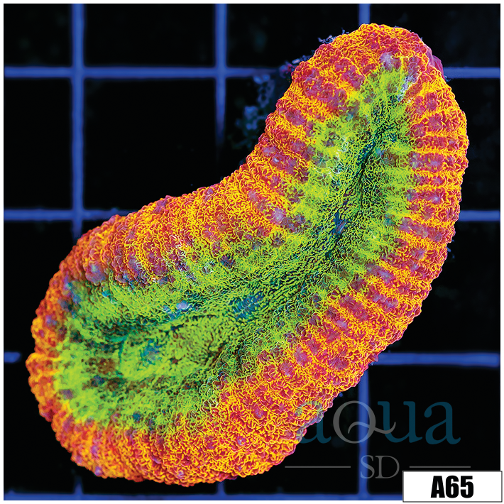 Ultra Peach Ring Lobophyllia