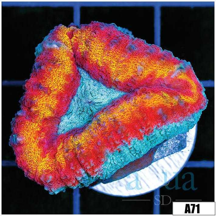 ASD Ice Melt Lobophyllia