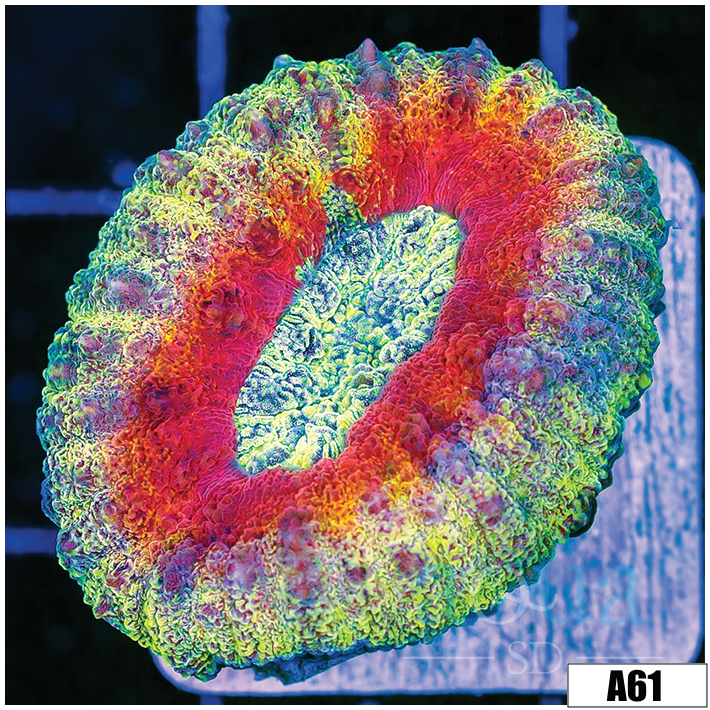 ASD Flaming Rainbow Lobophyllia