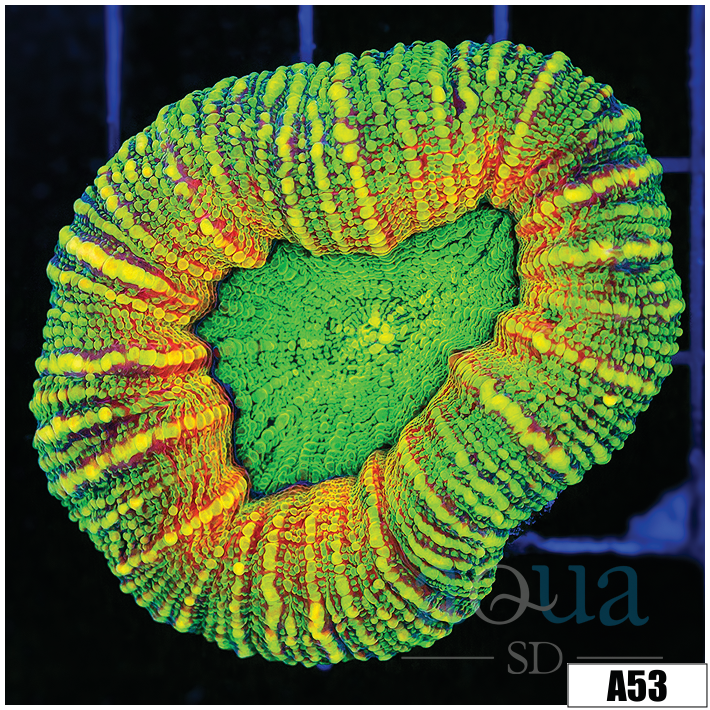 ASD Holy Grail Lobophyllia