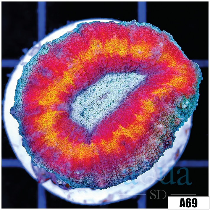 ASD Ice Melt Lobophyllia