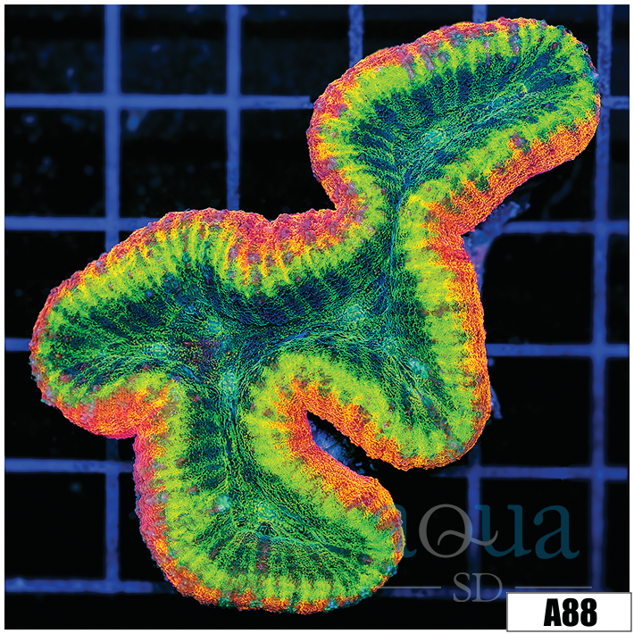 Ultra Peach Ring Lobophyllia