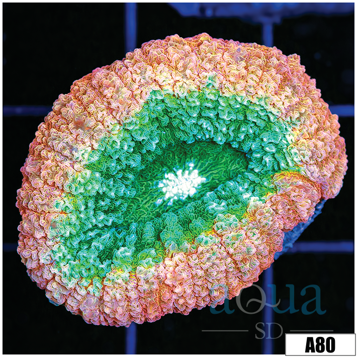 Pink Watermelon Lobophyllia