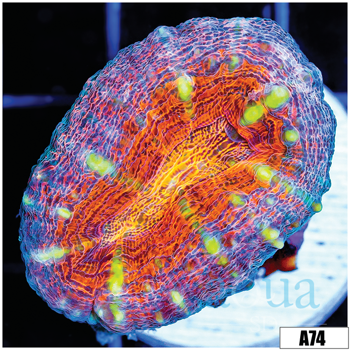 Tiger Striped Lobophyllia