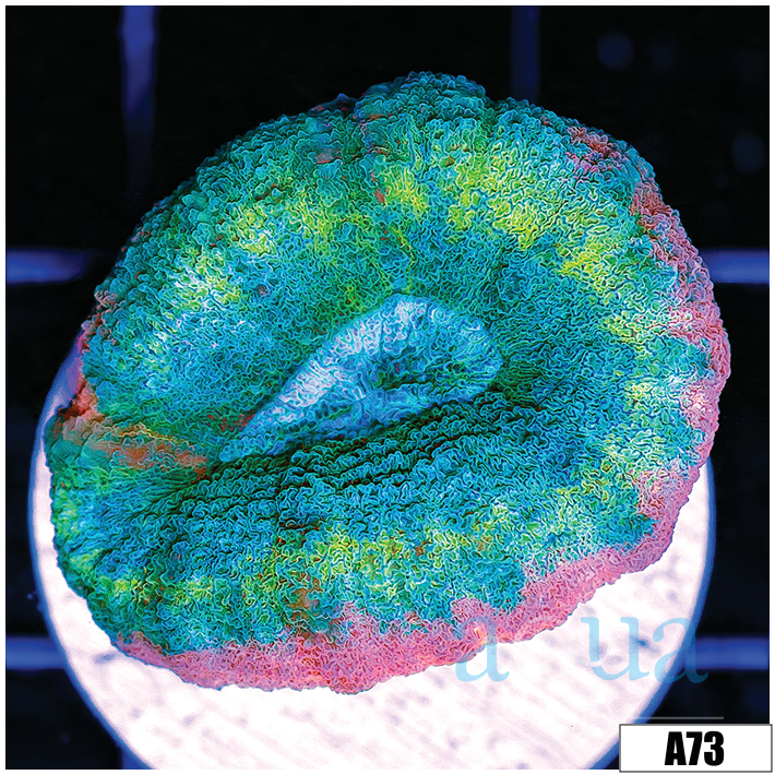 Bubble Gum Rim Lobophyllia