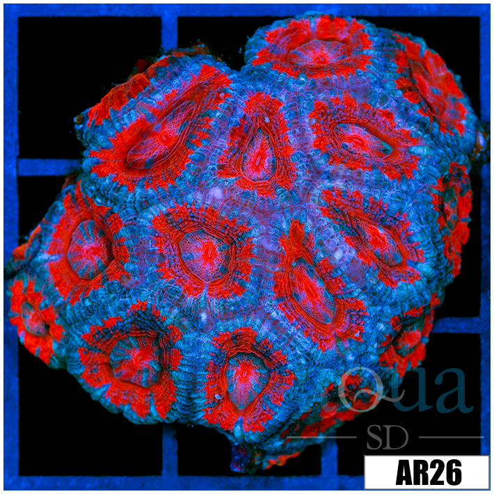Superman Acan Lord Colony