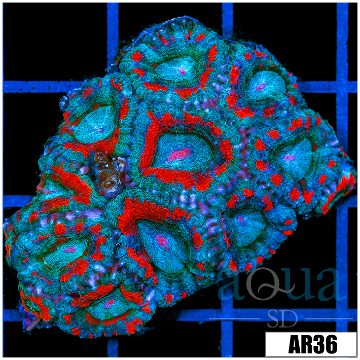 Superman Acan Lord Colony