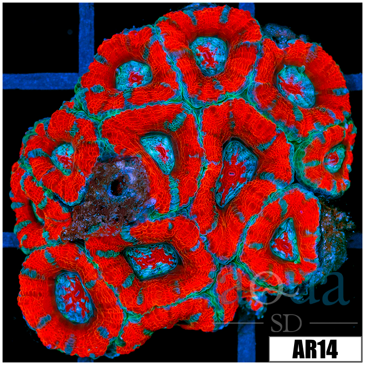 Teal Stripes Acan Lord Colony