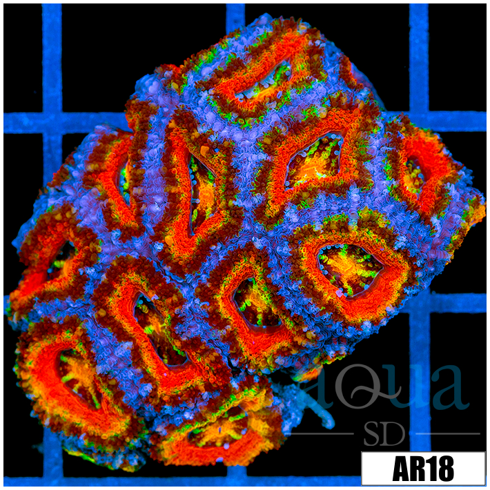 Ultra Rainbow Acan Lord Colony