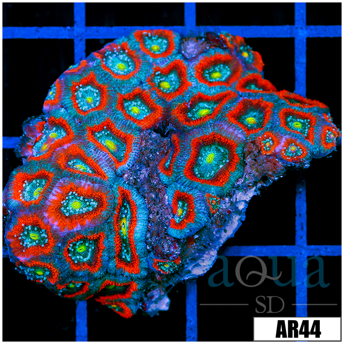 Radioactive Core Acan Lord Colony