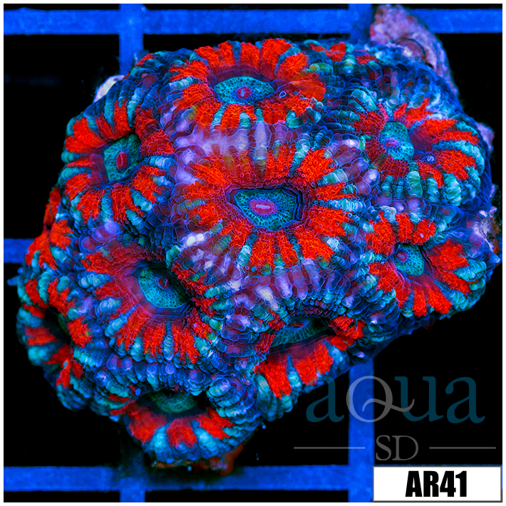 Superman Acan Lord Colony