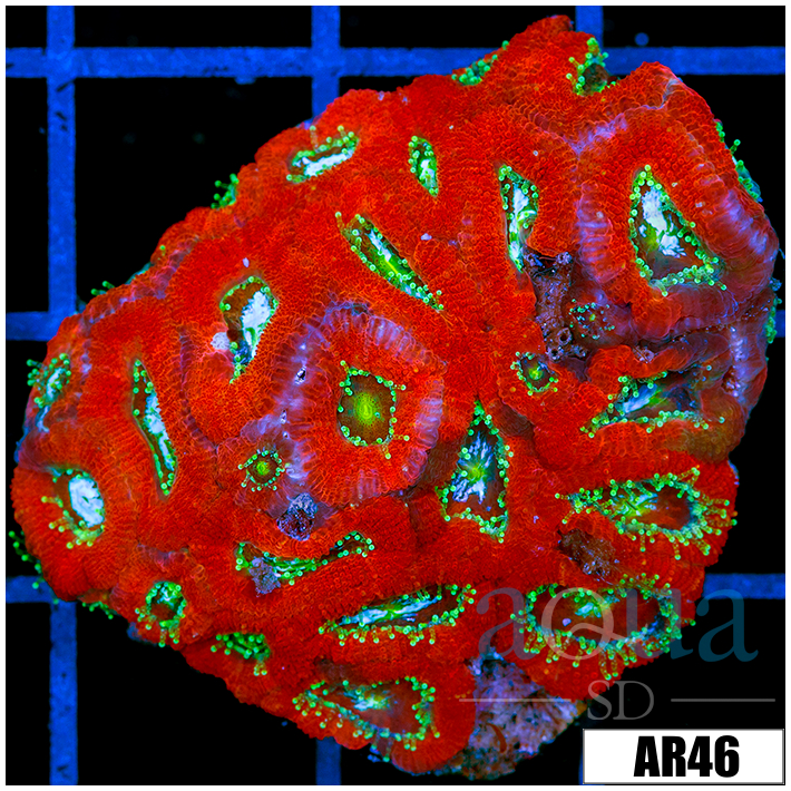 Radioactive Core Acan Lord Colony