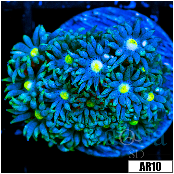 ASD Lemon Flame Goniopora