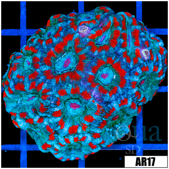 Superman Acan Lord Colony